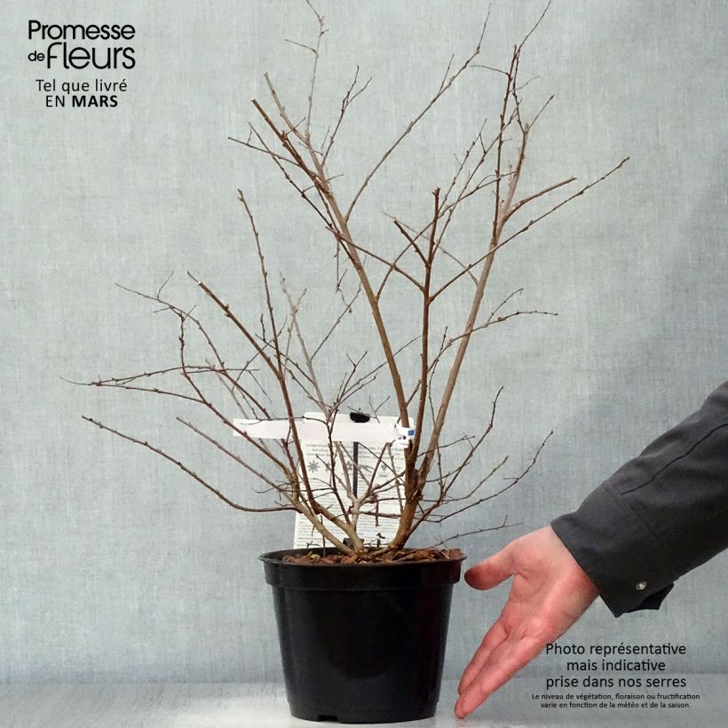 Lagerstroemia indica Neige dEté - Crape Myrtle 3L/4L pot sample as delivered in spring