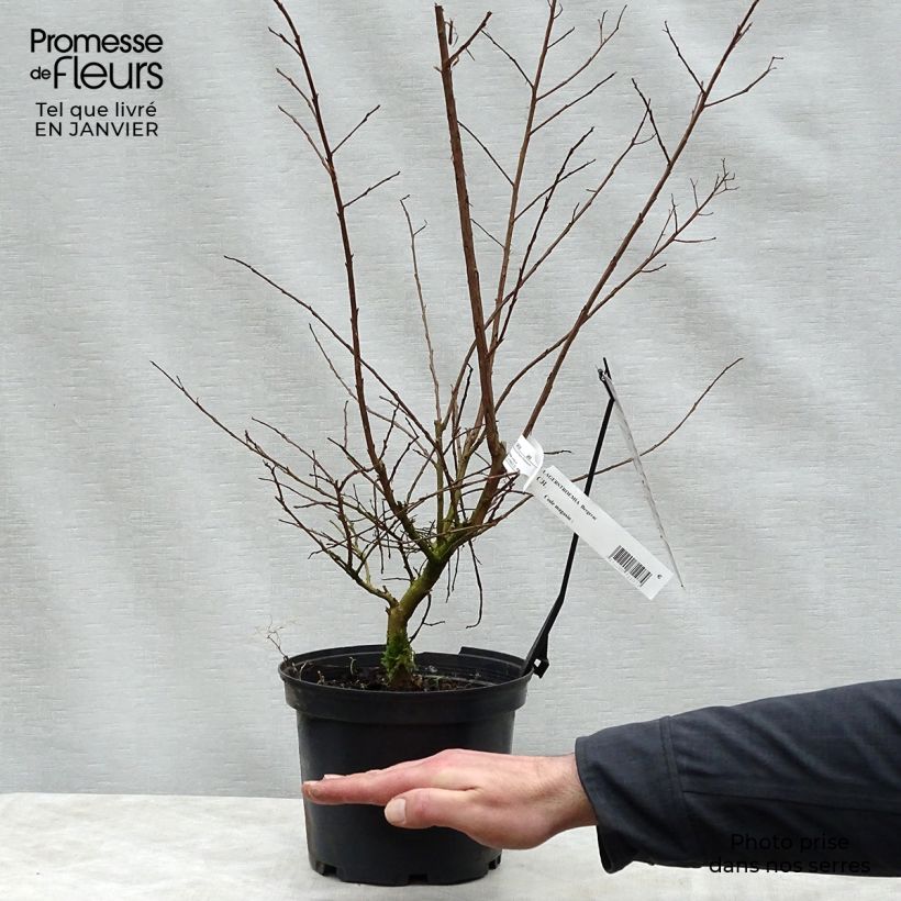 Lagerstroemia indica Bergerac - Crape Myrtle 3L/4L pot sample as delivered in winter