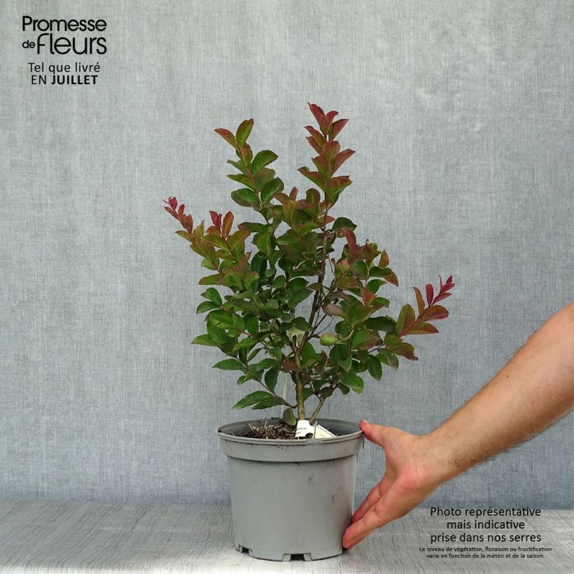 Lagerstroemia indica Berlingot Menthe - Crape Myrtle 3L/4L pot, Bush sample as delivered in summer