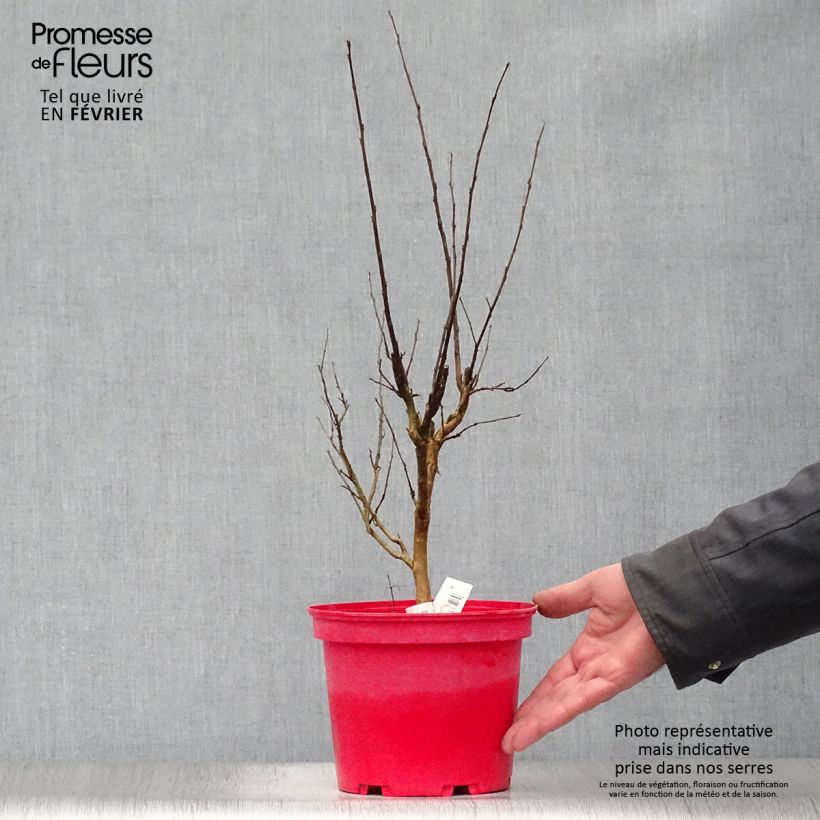 Lagerstroemia indica Berlingot Menthe - Crape Myrtle 3L/4L pot sample as delivered in winter