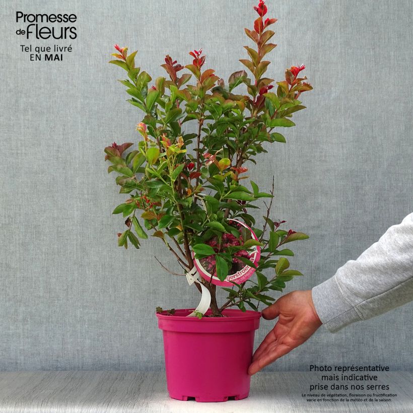 Lagerstroemia indica Berlingot Menthe - Crape Myrtle 3L/4L pot, Bush sample as delivered in spring