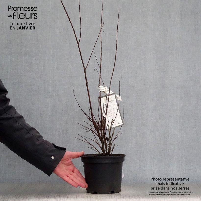 Lagerstroemia indica Black Diamond Lavender Lace - Crape Myrtle 7.5L/10L pot sample as delivered in winter