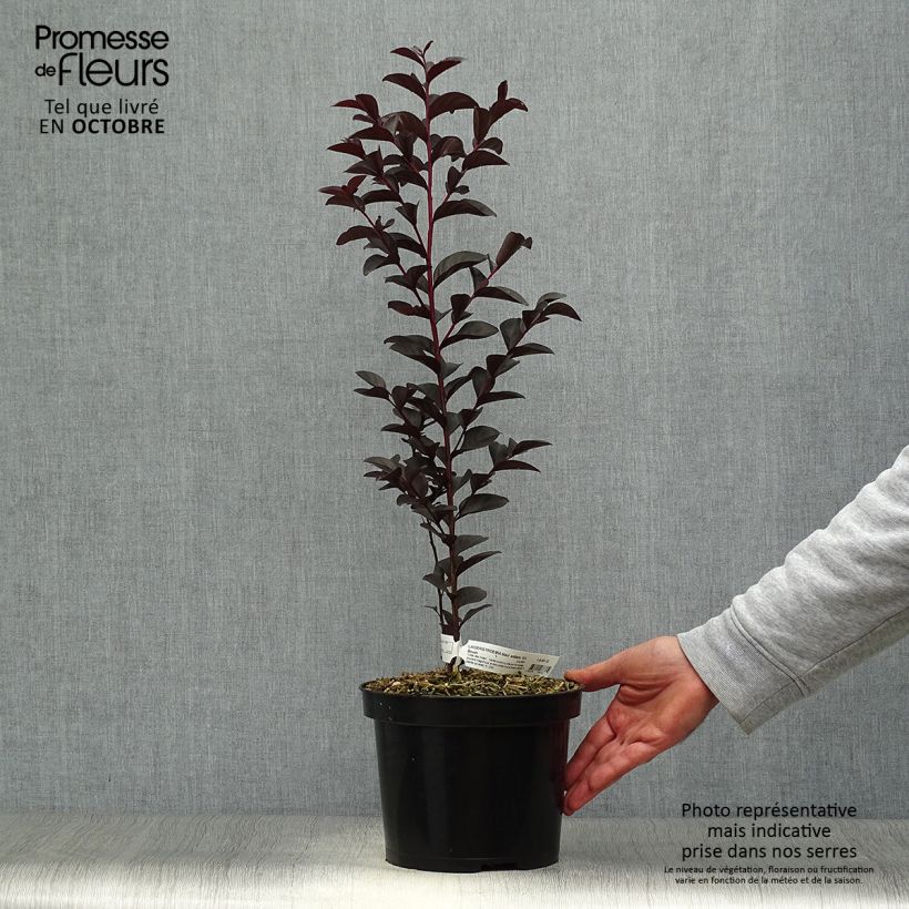 Lagerstroemia indica Black Solitaire Blush - Crape Myrtle 3L/4L pot sample as delivered in autumn