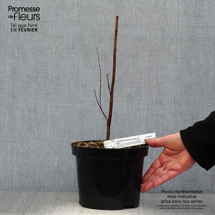 Lagerstroemia indica Black Solitaire Blush - Crape Myrtle 3L/4L pot sample as delivered in winter