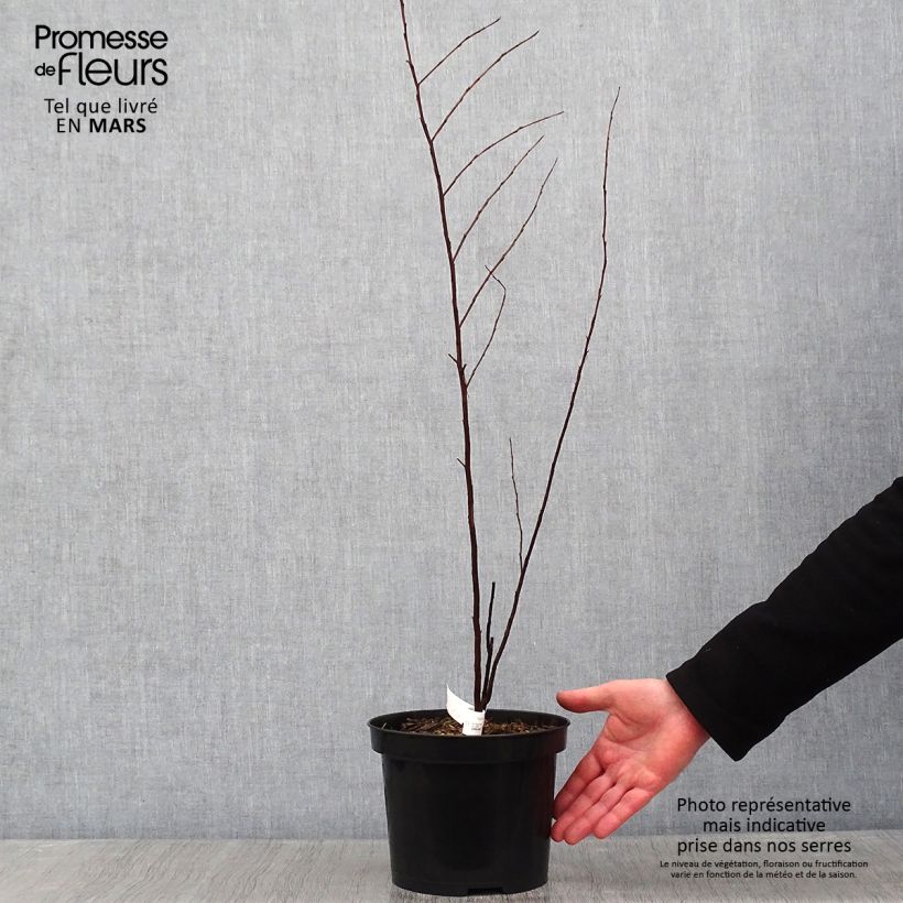 Lagerstroemia indica Black Solitaire Purely Purple - Crape Myrtle 3L/4L pot sample as delivered in winter