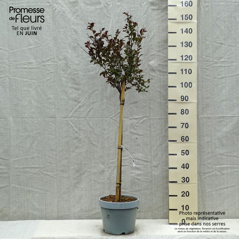 Lagerstroemia indica Black Solitaire Shell Pink - Crape Myrtle 7.5L/10L pot, Half standard sample as delivered in spring