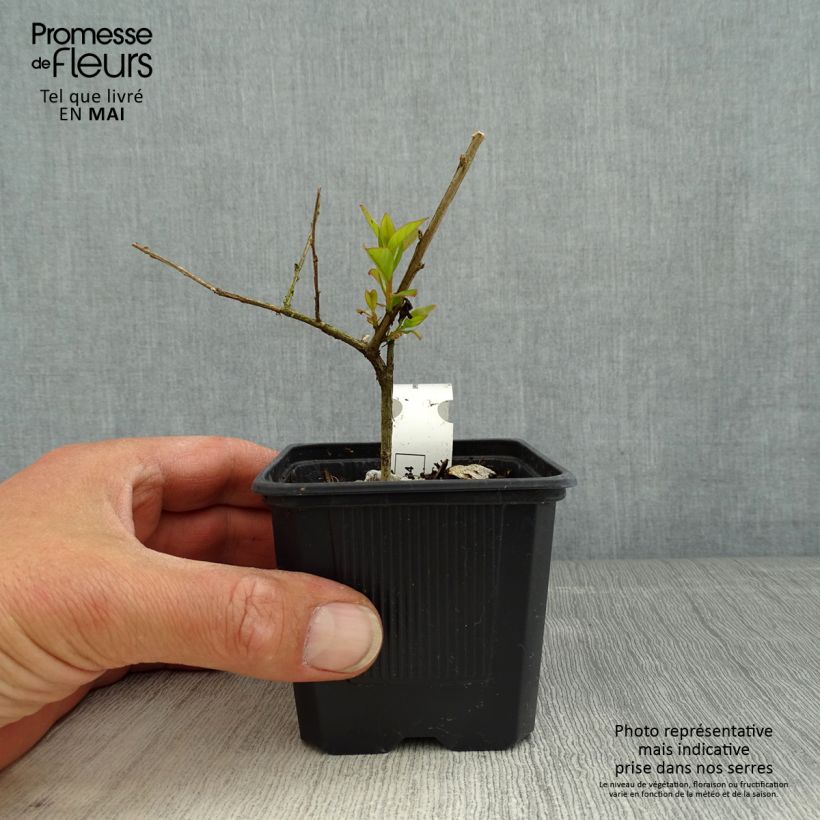 Lagerstroemia indica Cherry Lelaro - Crape Myrtle 8/9 cm pot sample as delivered in spring