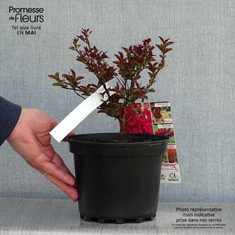 Lagerstroemia indica Play It Again Double Feature - Crape Myrtle 2L/3L pot sample as delivered in spring