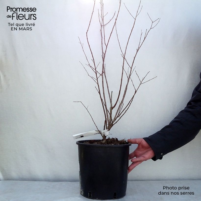 Lagerstroemia indica Dynamite - Crape Myrtle 7.5L/10L pot sample as delivered in spring