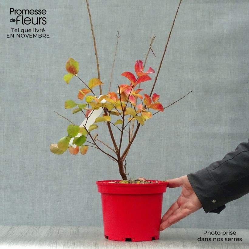 Lagerstroemia indica Dynamite - Crape Myrtle 3L/4L pot sample as delivered in autumn