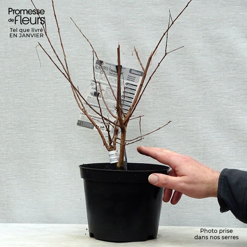 Lagerstroemia indica Dynamite - Crape Myrtle 3L/4L pot sample as delivered in winter