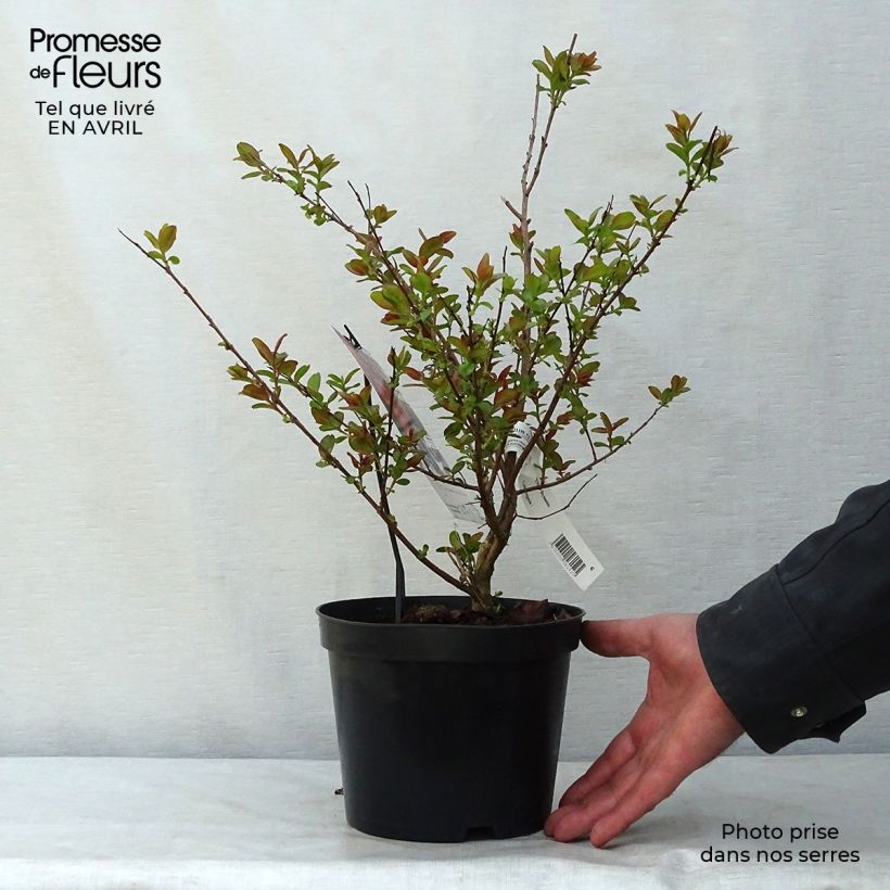 Lagerstroemia indica Dynamite - Crape Myrtle 3L/4L pot, Bush sample as delivered in spring