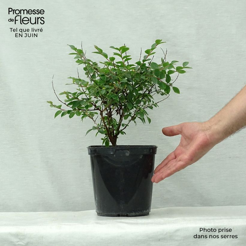 Lagerstroemia indica 'Fuchsia d'Eté' (Indyfus) 4L/5L pot, Bush sample as delivered in summer