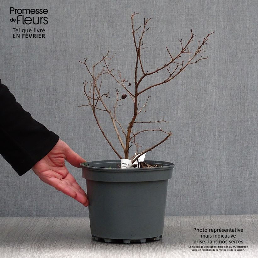 Lagerstroemia indica 'Fuchsia d'Eté' (Indyfus) 4L/5L pot sample as delivered in winter