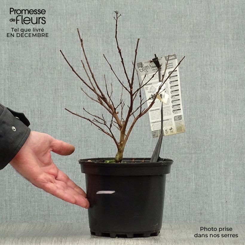 Lagerstroemia indica Grand Cru - Crape Myrtle 3L/4L pot sample as delivered in winter