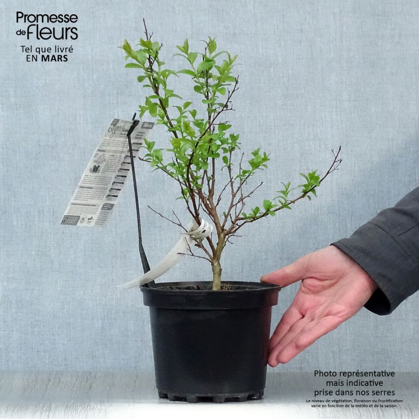 Lagerstroemia indica Grand Cru - Crape Myrtle 3L/4L pot sample as delivered in spring