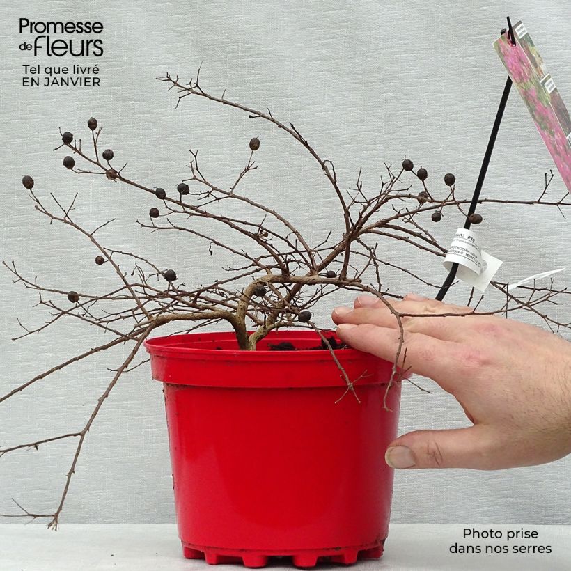 Lagerstroemia indica Houston - Crape Myrtle 3L/4L pot sample as delivered in winter