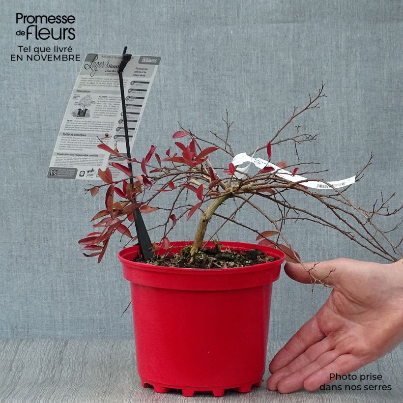 Lagerstroemia indica Houston - Crape Myrtle 3L/4L pot sample as delivered in autumn