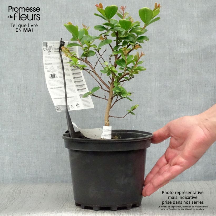 Lagerstroemia indica Jacqueline Desmartis - Crape Myrtle 3L/4L pot sample as delivered in spring