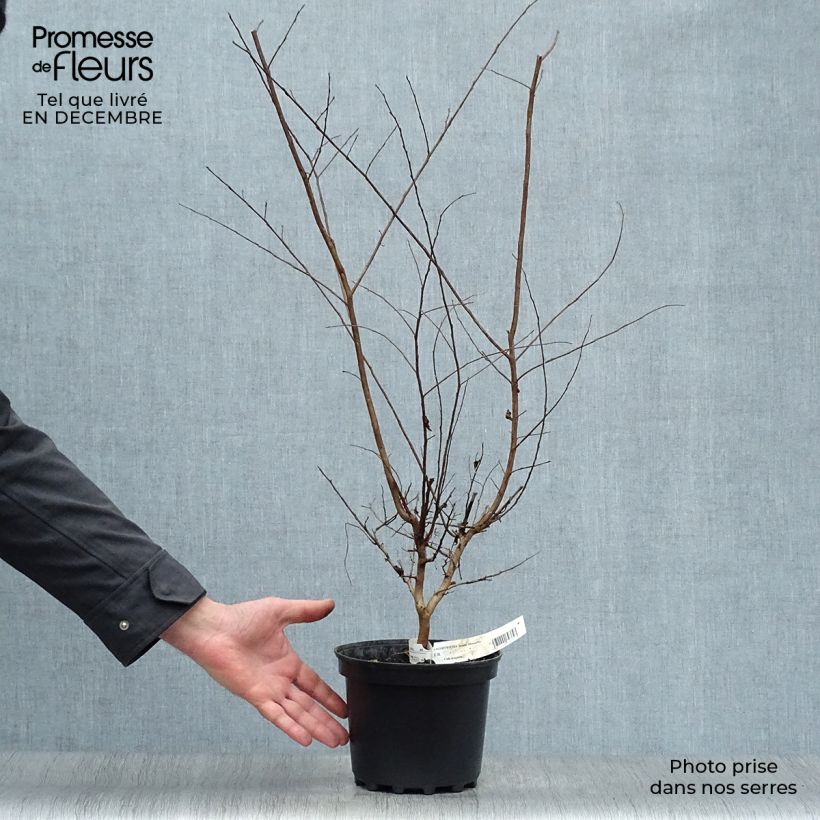 Lagerstroemia indica Jeanne Desmartis - Crape Myrtle 3L/4L pot sample as delivered in winter