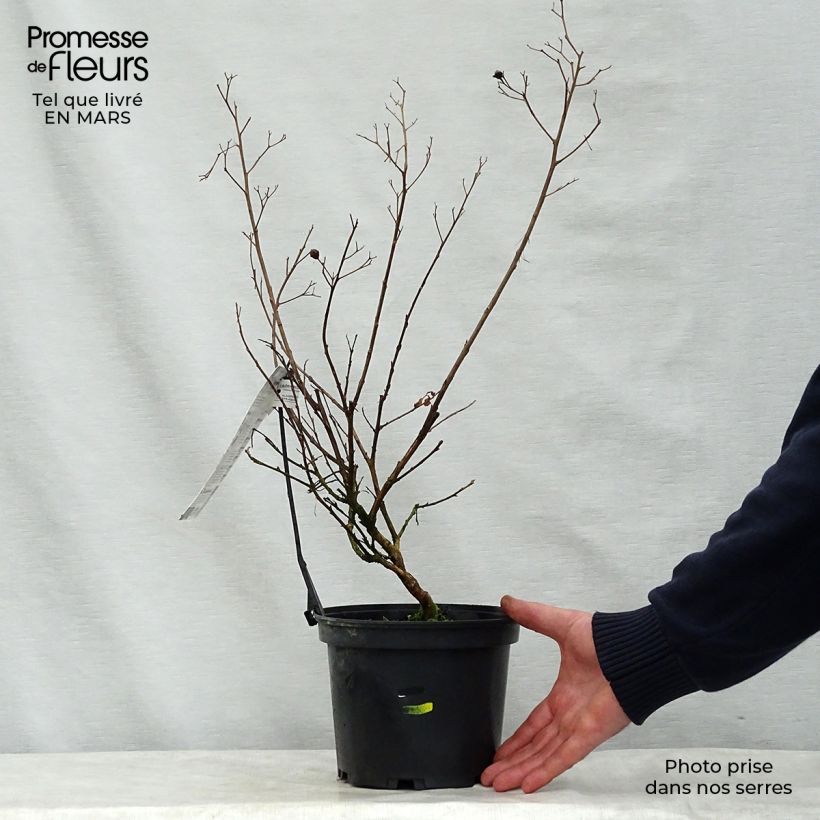 Lagerstroemia indica Kimono - Crape Myrtle 3L/4L pot sample as delivered in spring