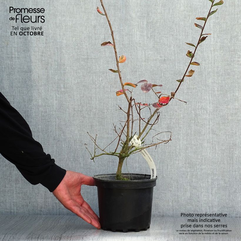 Lagerstroemia indica Monsoon - Crape Myrtle 3L/4L pot sample as delivered in autumn
