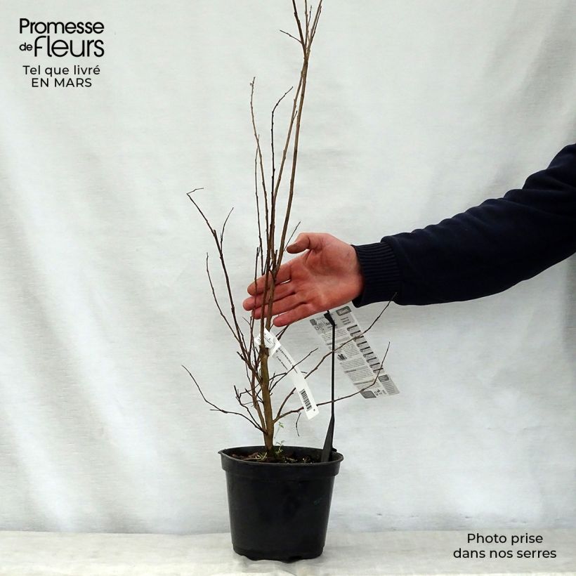 Lagerstroemia indica Margaux - Crape Myrtle 3L/4L pot sample as delivered in spring