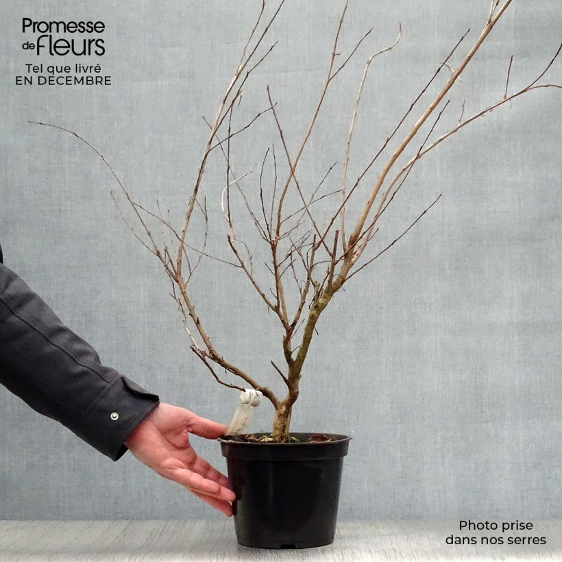 Lagerstroemia indica Monbazillac - Crape Myrtle 3L/4L pot sample as delivered in winter