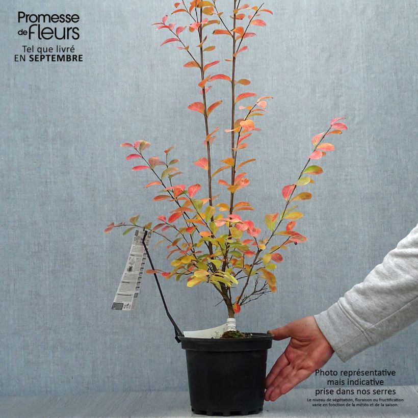 Lagerstroemia indica Monbazillac - Crape Myrtle 3L/4L pot sample as delivered in autumn