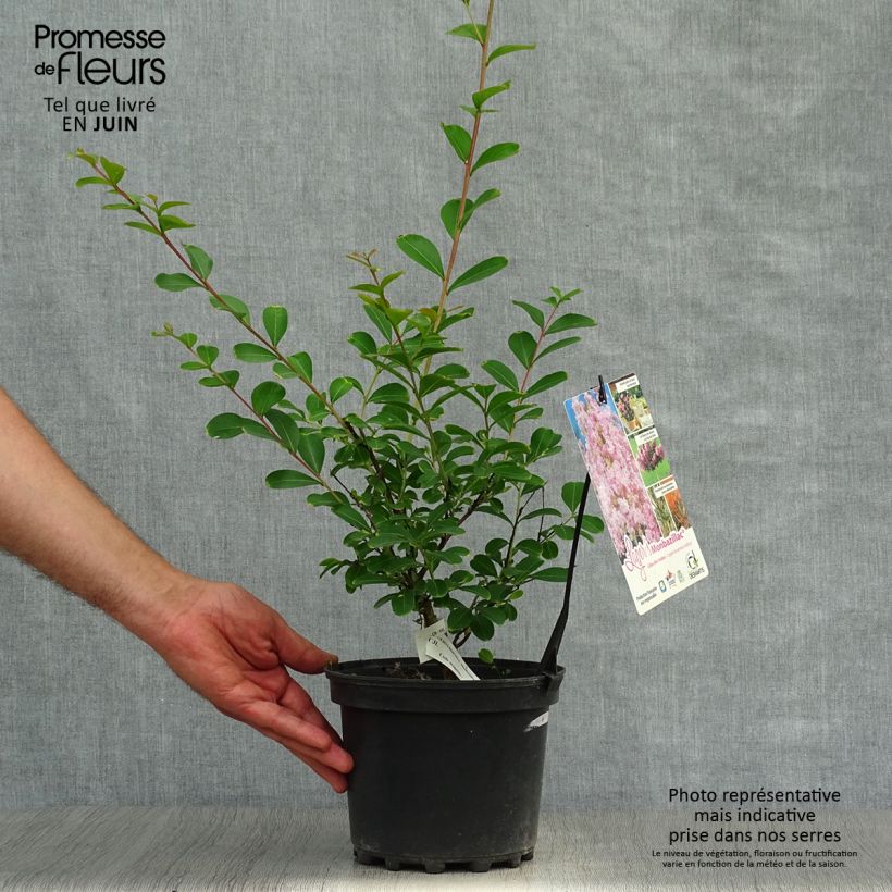 Lagerstroemia indica Monbazillac - Crape Myrtle 3L/4L pot, Bush sample as delivered in summer