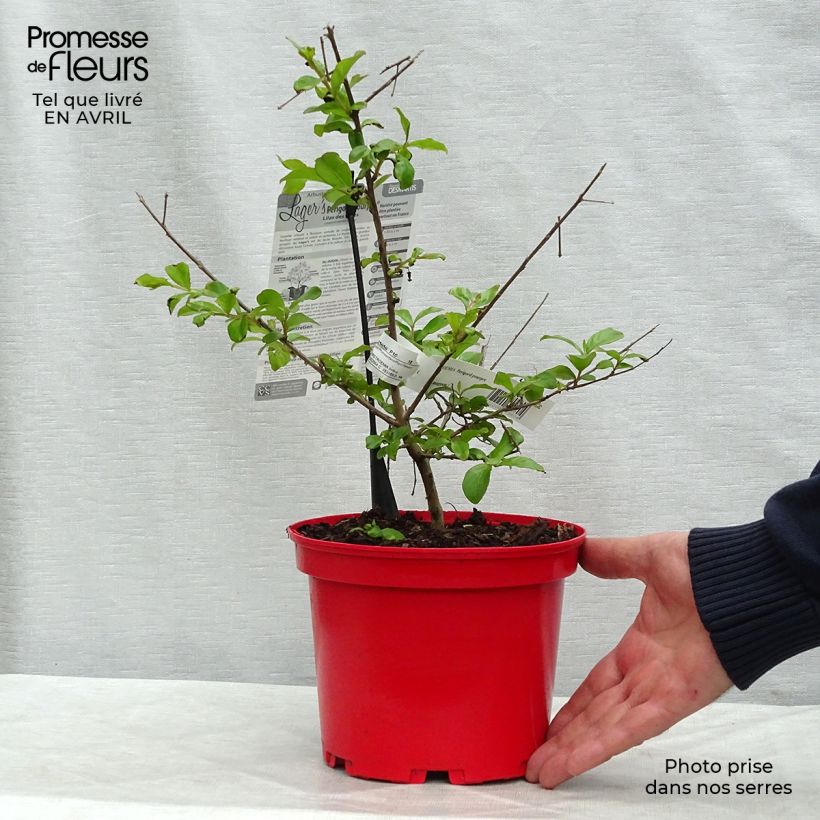 Lagerstroemia indica Périgord Pourpre - Crape Myrtle 3L/4L pot sample as delivered in spring