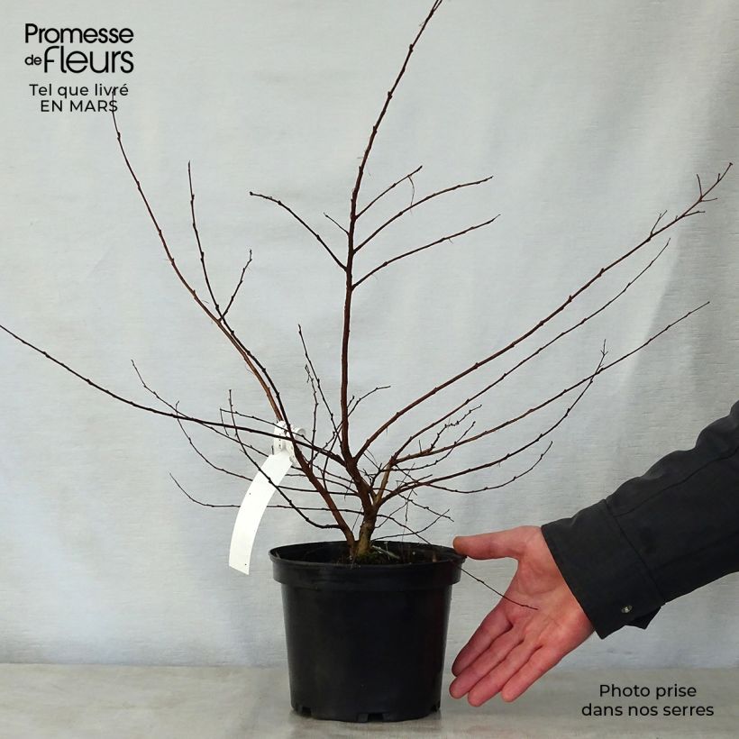 Lagerstroemia indica Petite Canaille mauve - Crape Myrtle 3L/4L pot sample as delivered in spring