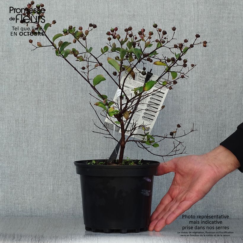 Lagerstroemia indica Petite Canaille mauve - Crape Myrtle 3L/4L pot sample as delivered in autumn