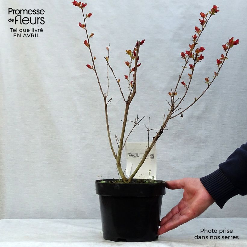 Lagerstroemia indica Pink Velours - Crape Myrtle 3L/4L pot sample as delivered in spring