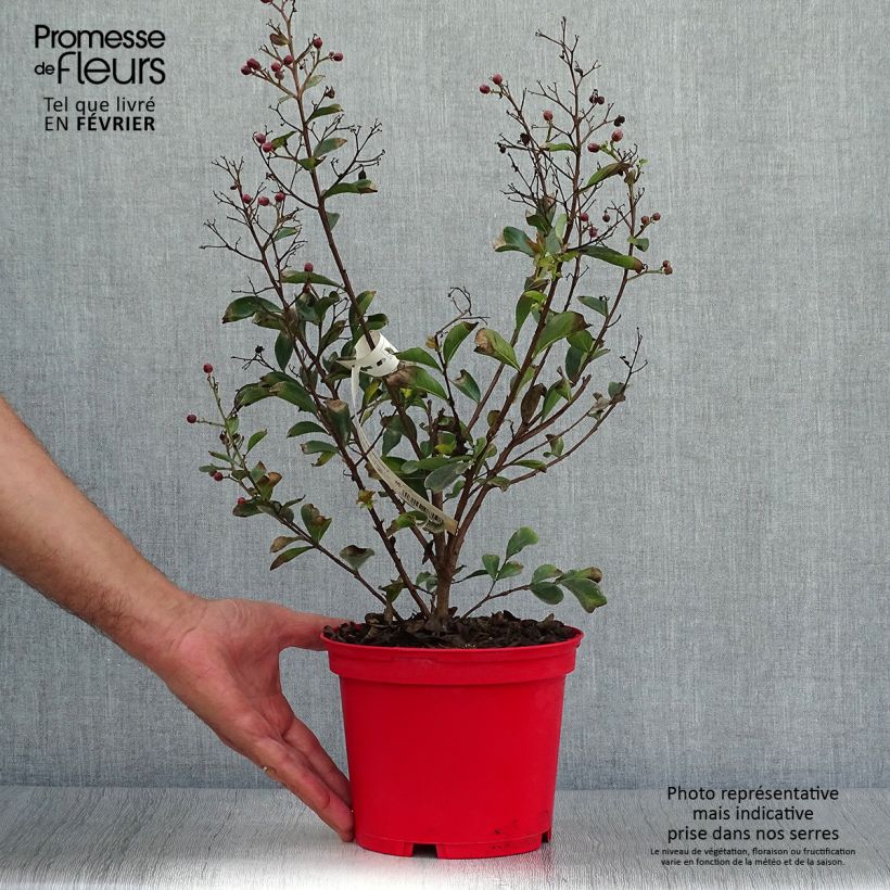 Lagerstroemia indica Red imperator - Crape Myrtle 3L/4L pot sample as delivered in autumn