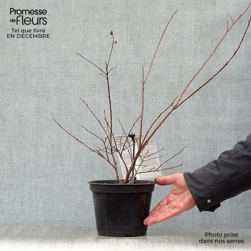 Lagerstroemia indica Rose Fuchsia - Crape Myrtle 3L/4L pot sample as delivered in winter