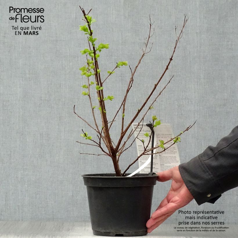 Lagerstroemia indica Rose Fuchsia - Crape Myrtle 3L/4L pot, Bush sample as delivered in spring