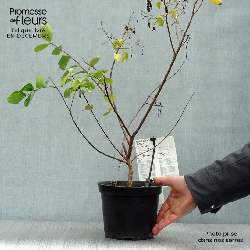 Lagerstroemia indica Tea Rose - Crape Myrtle 3L/4L pot sample as delivered in winter
