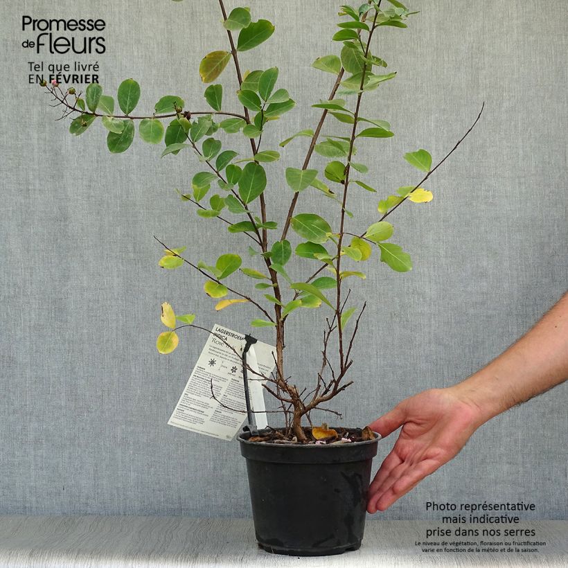 Lagerstroemia indica Tea Rose - Crape Myrtle 3L/4L pot sample as delivered in autumn