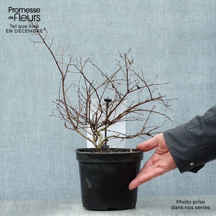 Lagerstroemia indica Dwarf Red - Crape Myrtle 2L/3L pot sample as delivered in winter