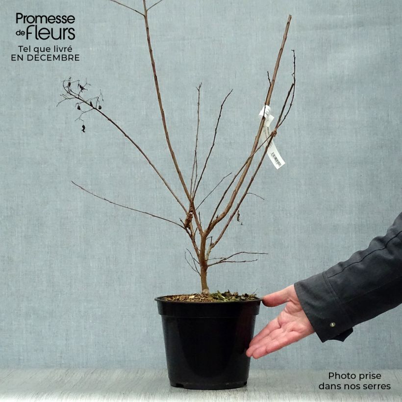 Lagerstroemia indica Rubra - Crape Myrtle 2L/3L pot sample as delivered in winter