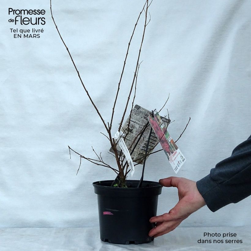 Lagerstroemia indica Saint Emilion - Crape Myrtle 3L/4L pot sample as delivered in spring