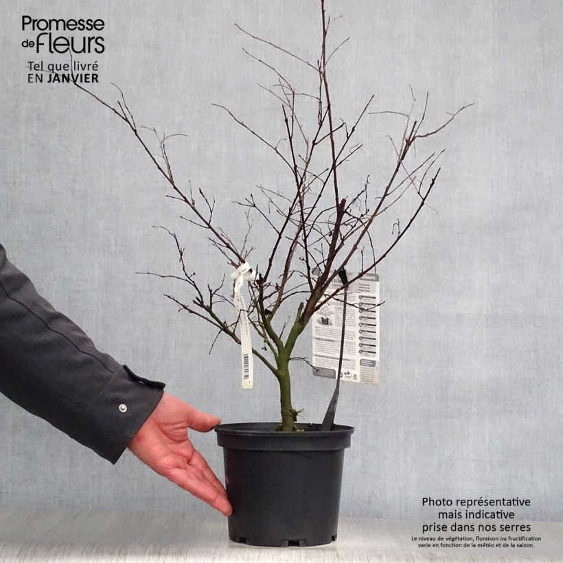 Lagerstroemia indica Saint Emilion - Crape Myrtle 3L/4L pot sample as delivered in winter