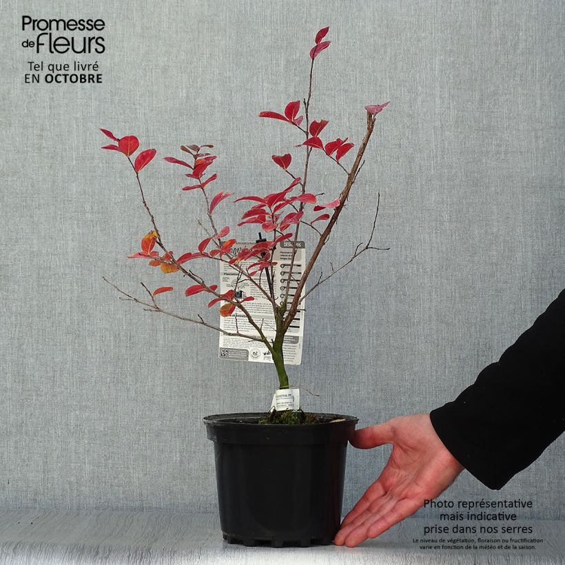 Lagerstroemia indica Saint Emilion - Crape Myrtle 3L/4L pot sample as delivered in autumn