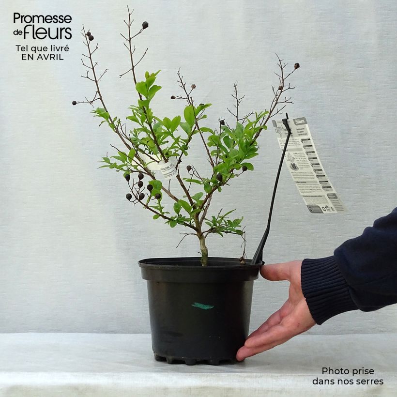 Lagerstroemia indica Soir dEté - Crape Myrtle 3L/4L pot sample as delivered in spring
