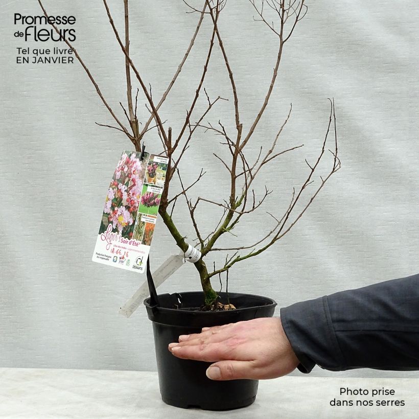Lagerstroemia indica Soir dEté - Crape Myrtle 3L/4L pot sample as delivered in winter