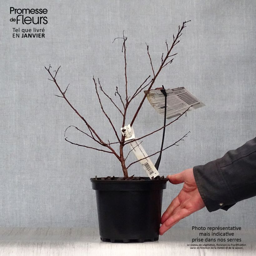 Lagerstroemia indica Souvenir d'Hubert Puard 3L/4L pot sample as delivered in winter