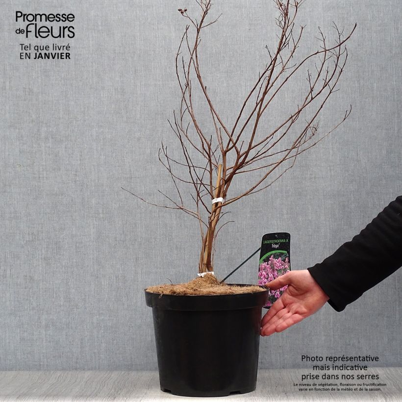 Lagerstroemia indica Summer Charm Hopi - Crape Myrtle 7.5L/10L pot sample as delivered in winter