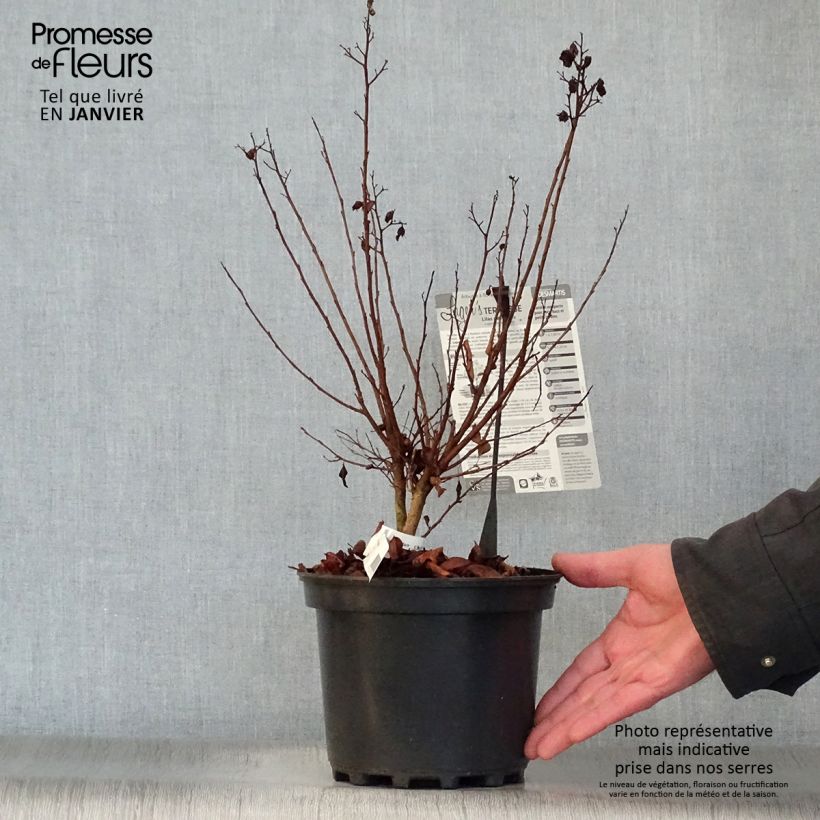 Lagerstroemia indica Terrace Rose - Crape Myrtle 3L/4L pot sample as delivered in winter