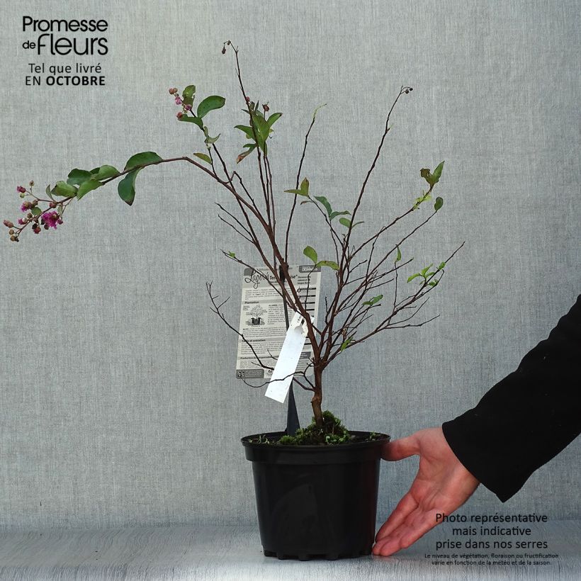 Lagerstroemia indica Terre Chinoise - Crape Myrtle 3L/4L pot sample as delivered in autumn